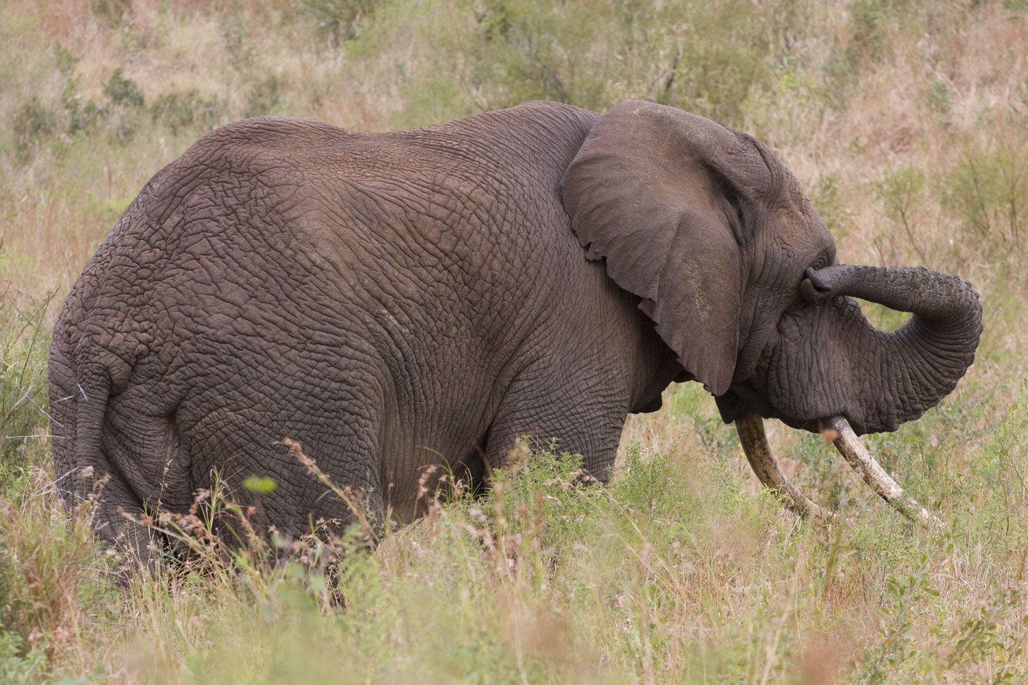 Un elefante africano en la reserva de Hluhluwe, Sudáfrica