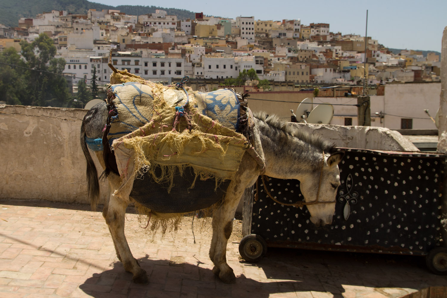 La mayor parte del transporte de carga en Moulay Idriss se hace a lomos de burros
