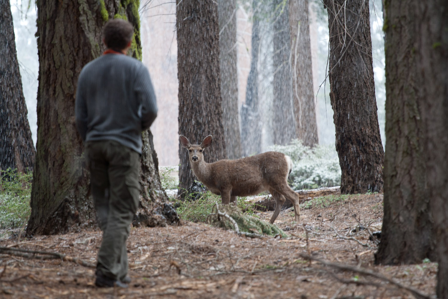 Un ciervo observa con atención a un humano que se aproxima en el Parque Nacional de las Secuoyas, EE.UU.