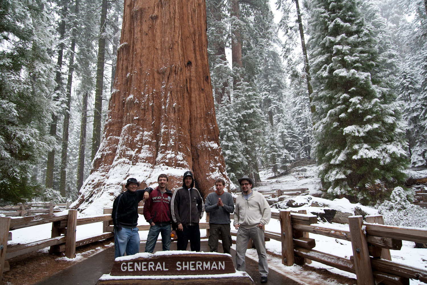 El General Sherman, el árbol más voluminoso del mundo, Parque Nacional de las Secuoyas, EE.UU.