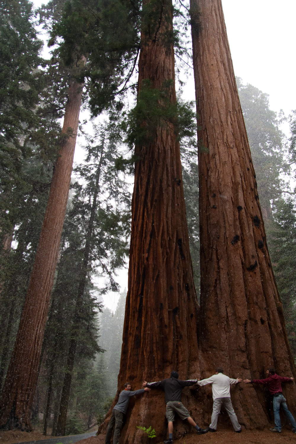 Secuoyas gigantes en el Giant Forest de Sequoia National Park, EE.UU.
