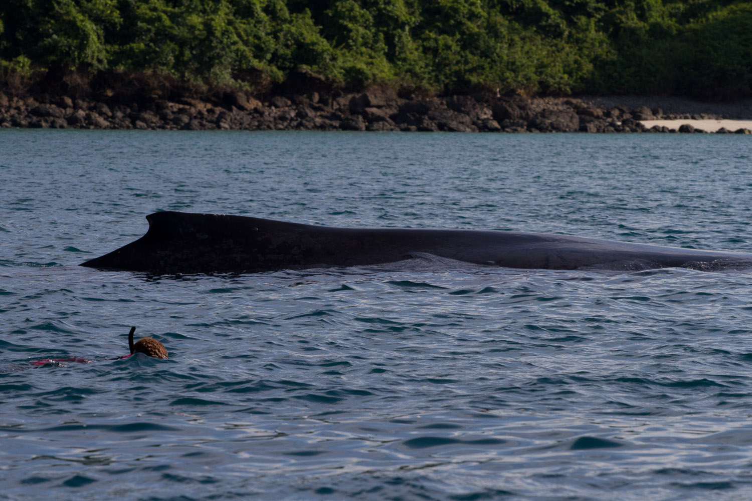 Haciendo snorkel con ballenas en Isla Coiba, Panamá
