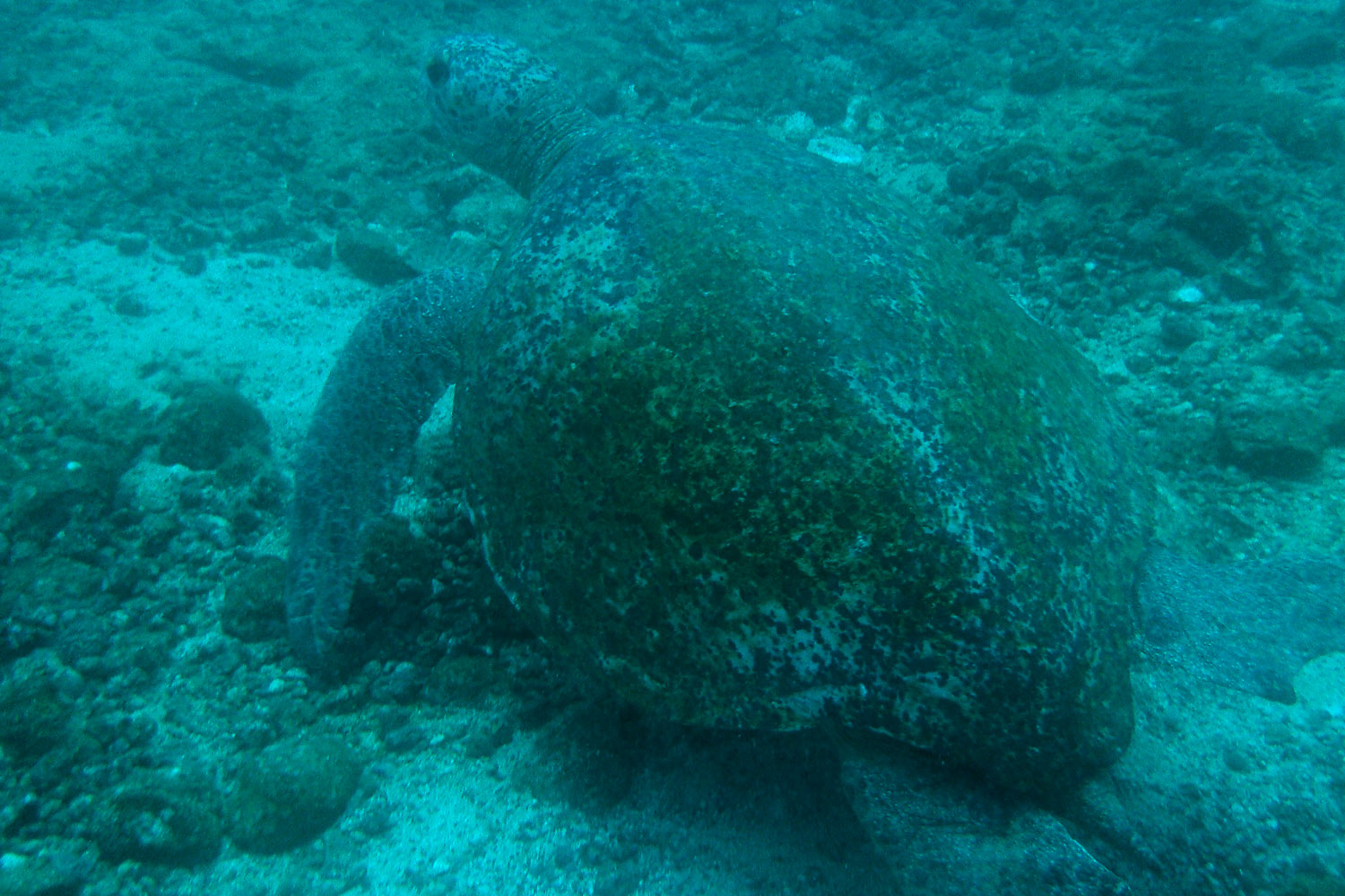 Tortuga marina en las aguas de la isla de Coiba, Panamá