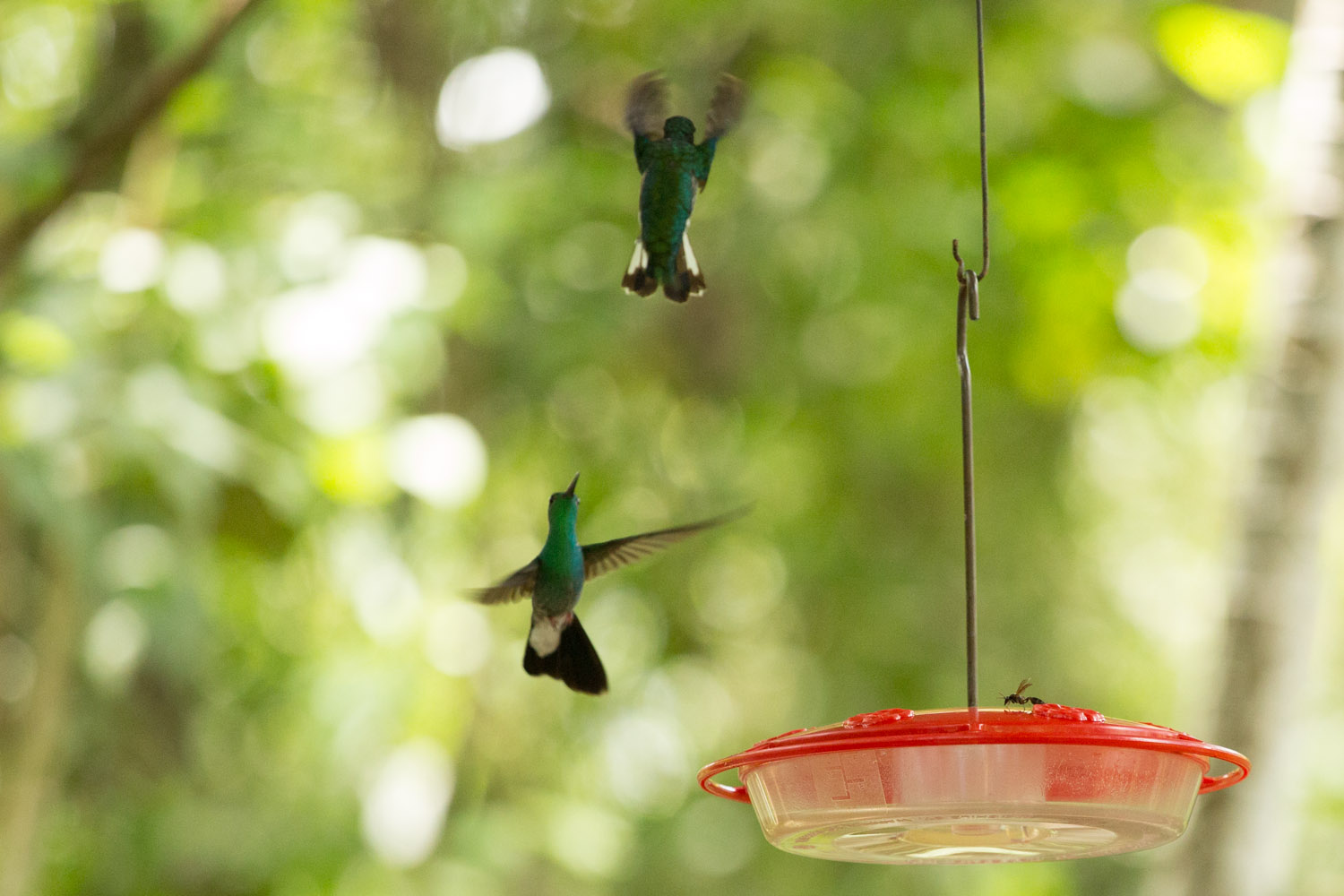 Colibríes en el Panama Rainforest Discovery Center