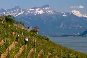 Trabajando en un viñedo de las terrazas de Lavaux, Suiza