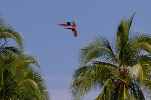 Guacamayas bandera sobrevolando la isla de Coiba. Panamá