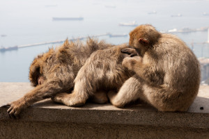 Macacos de Berbería acicalándose, Gibraltar