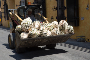 Tractor con piñas de agave, Tequila, México