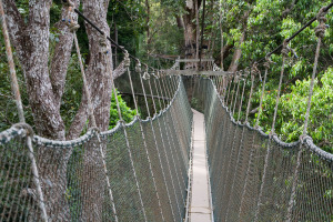 El Canopy Walk, una serie de puentes de cuerdas instalados entre los árboles de Penang Hill, en la isla malaya de Penang.